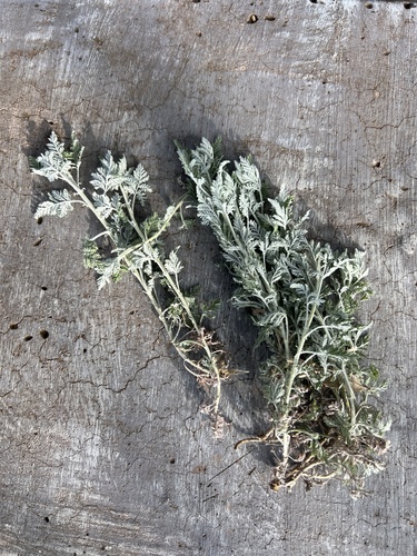 Artemisia afra image