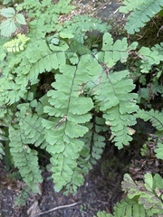 Adiantum aleuticum aleuticum