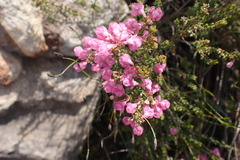 Erica melanthera