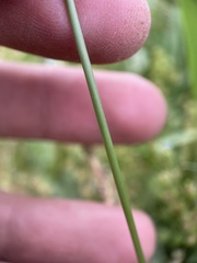 Polypogon monspeliensis