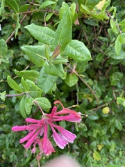Lonicera