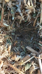 Microhodotermes viator