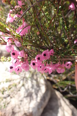 Erica melanthera