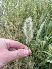 Polypogon monspeliensis