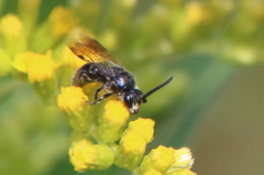 Tiphiinae