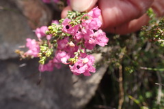 Erica melanthera