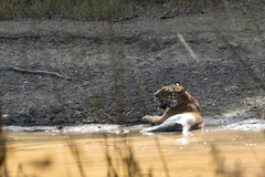 Panthera tigris tigris