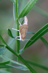 Glaphyria sesquistrialis