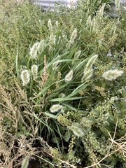 Polypogon monspeliensis