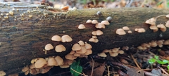 Panellus