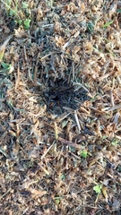 Microhodotermes viator