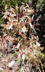 Pelargonium rapaceum