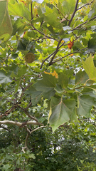 Platanus × hispanica