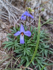 Viola pedata