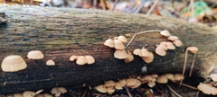 Panellus