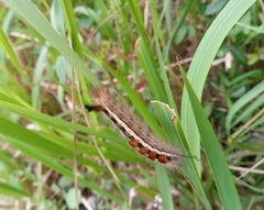 Dasychira chekiangensis