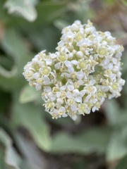 Lepidium draba