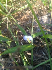 Commelina erecta