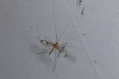 Macrocera