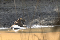 Panthera tigris tigris