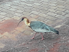Theristicus caudatus