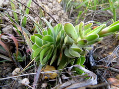 Crassula ciliata