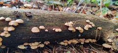 Panellus