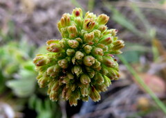 Crassula ciliata