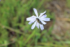 Acmaeodera pulchella
