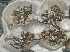 Psilocybe semilanceata