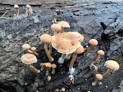 Simocybe sumptuosa