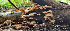 Panellus