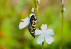 Acmaeodera pulchella