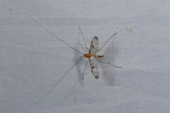 Macrocera