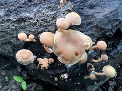Simocybe sumptuosa