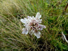 Scabiosa columbaria