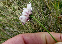 Scabiosa columbaria