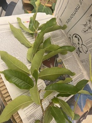 Quercus imbricaria