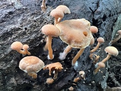 Simocybe sumptuosa