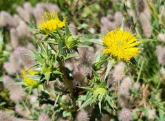 Berkheya carlinifolia