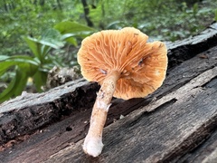 Simocybe sumptuosa