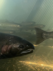 Oncorhynchus kisutch