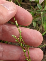 Polygonum tenue