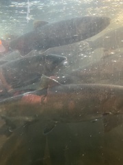 Oncorhynchus kisutch