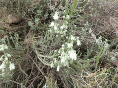 Erica strigilifolia
