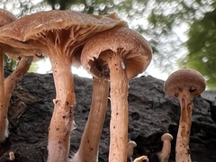 Simocybe sumptuosa
