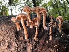 Simocybe sumptuosa