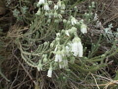 Erica strigilifolia