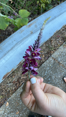 Pueraria montana