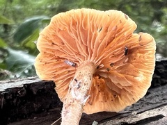 Simocybe sumptuosa